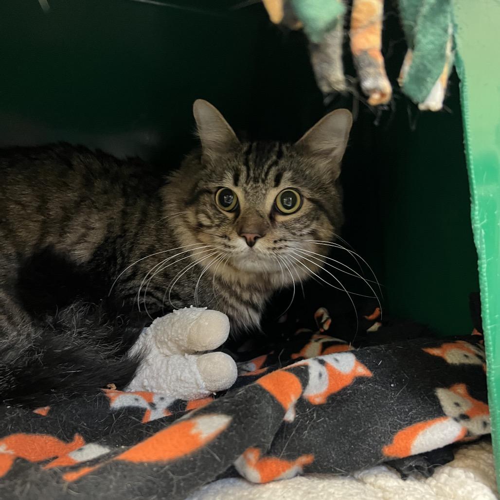 Enlarge Cobalt, a Adoptable Domestic Short Hair in Naples, FL image 3/3