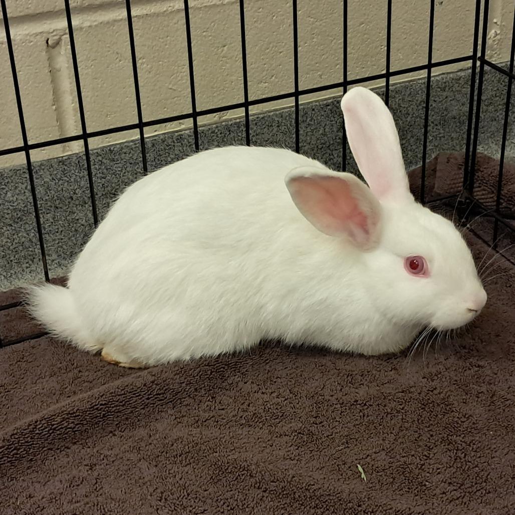 Enlarge Grendel, a Adoptable Rex in Concord, NH image 1/1