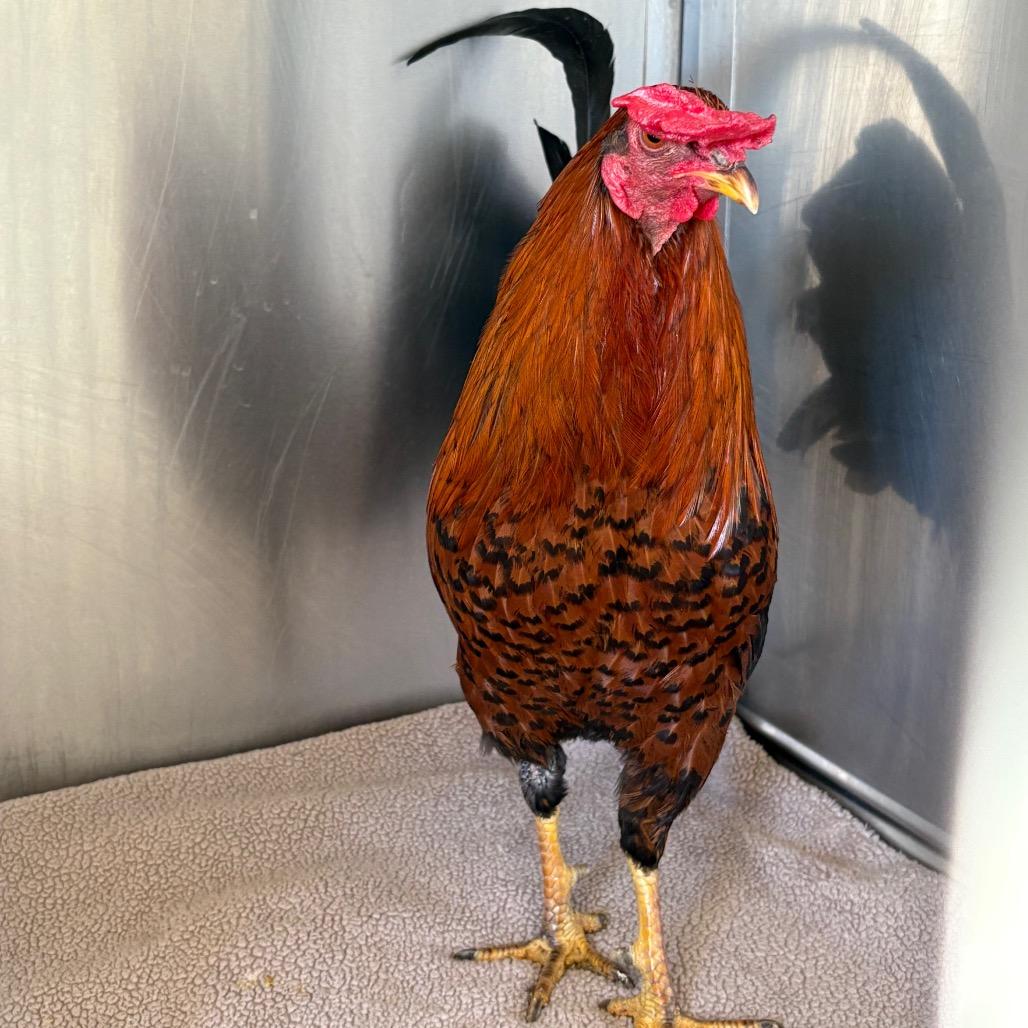 Finnegan*, Adoptable, Young Male Chicken.