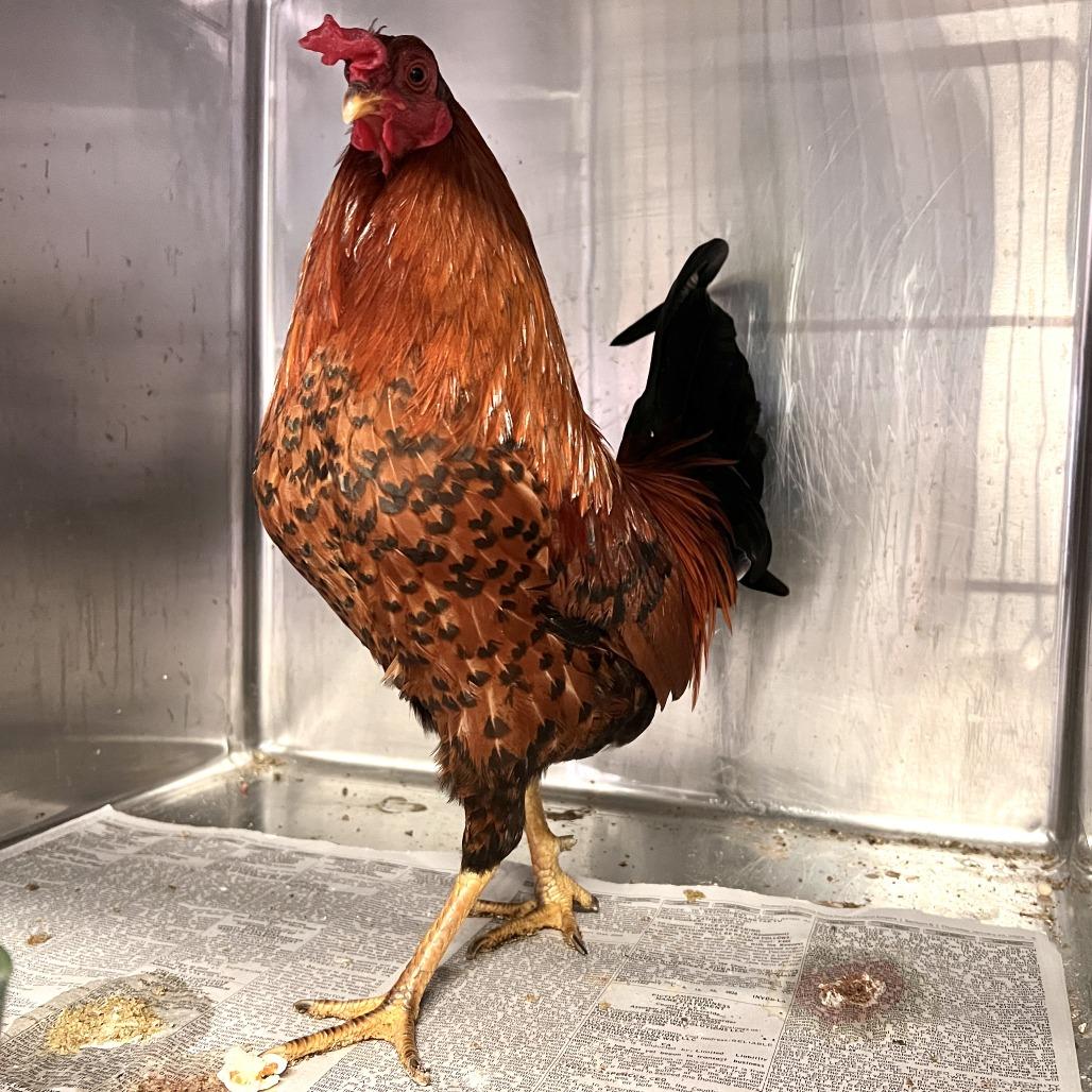 Enlarge Finnegan*, a Adoptable Chicken in San Gabriel, CA image 2/4