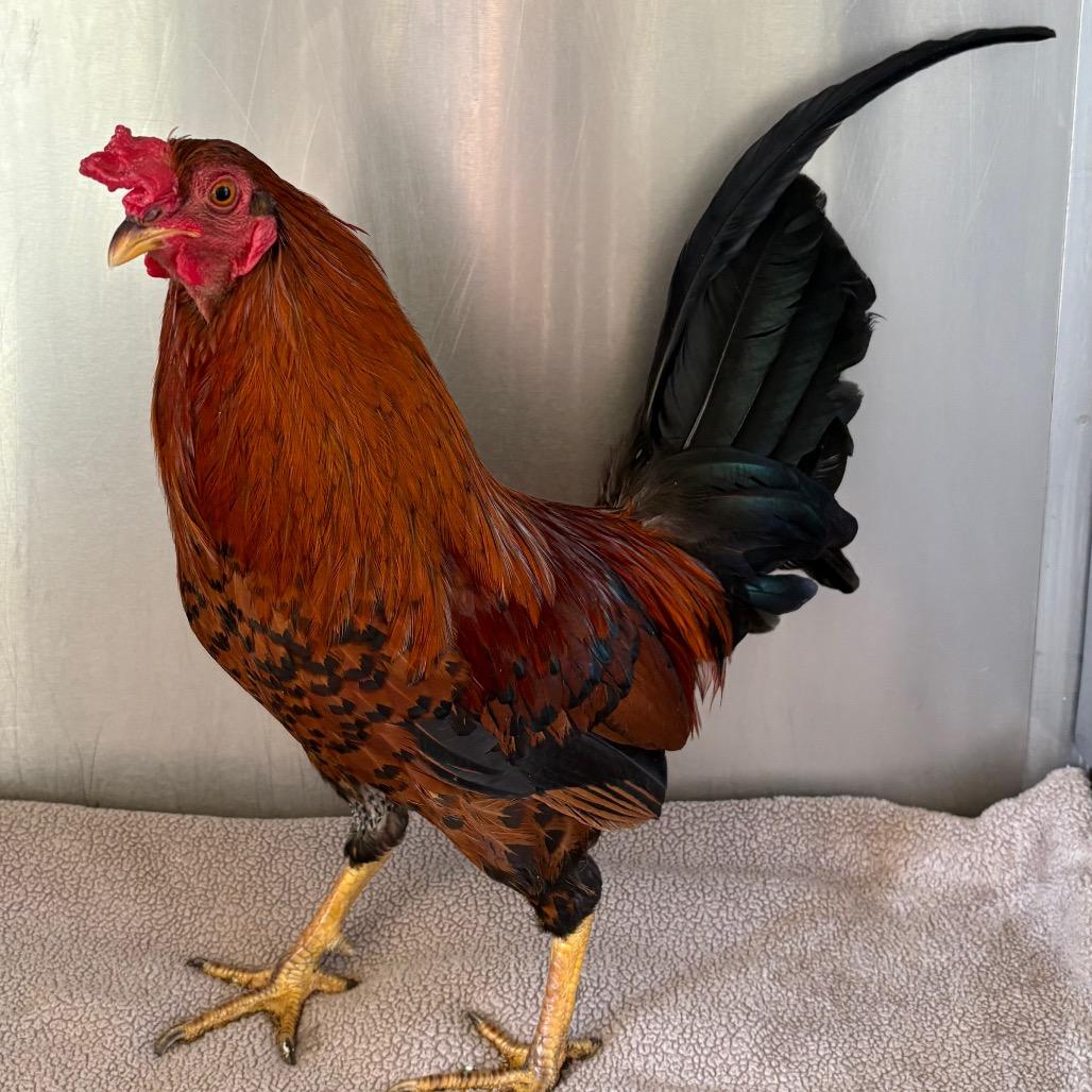 Enlarge Finnegan*, a Adoptable Chicken in San Gabriel, CA image 3/4
