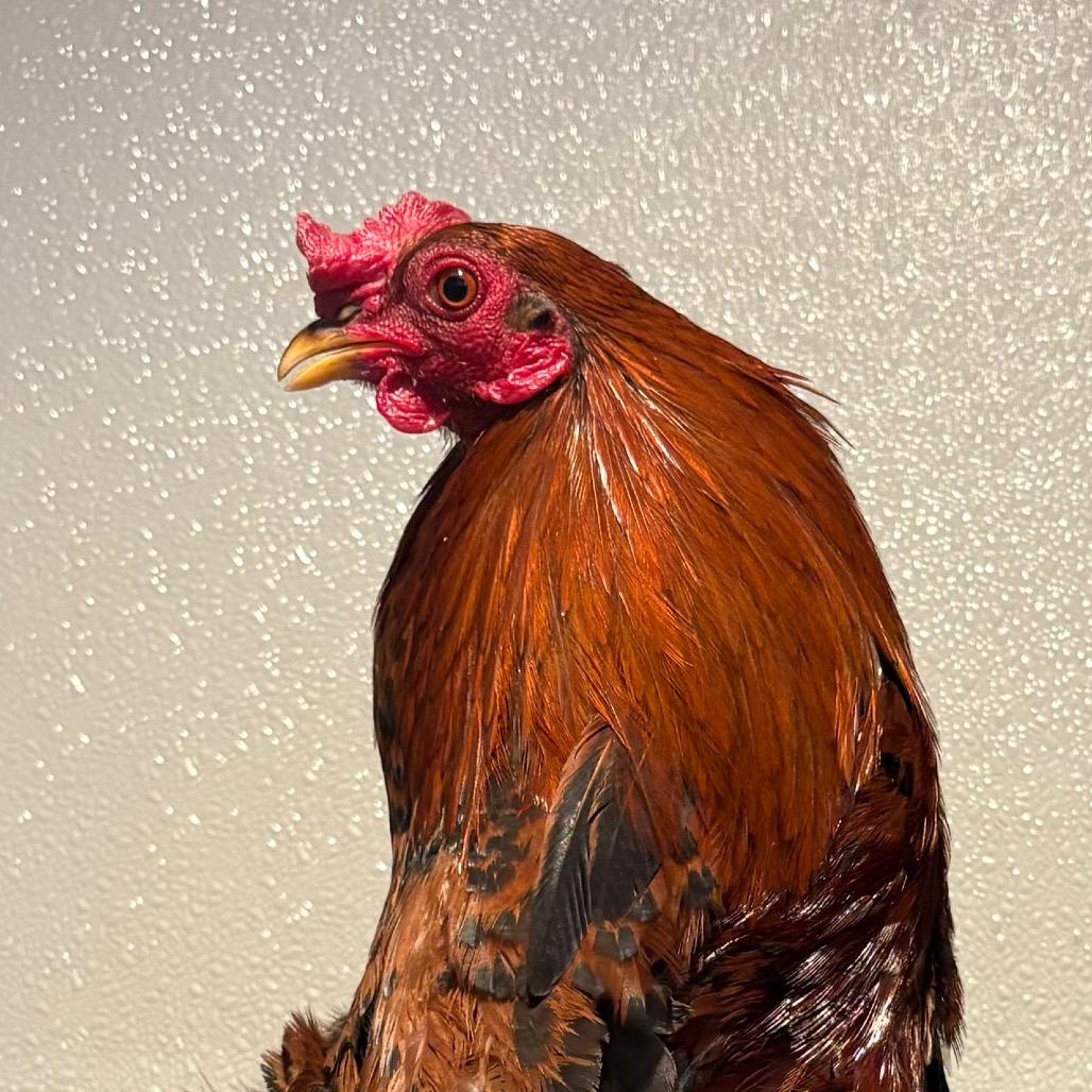 Enlarge Finnegan*, a Adoptable Chicken in San Gabriel, CA image 4/4