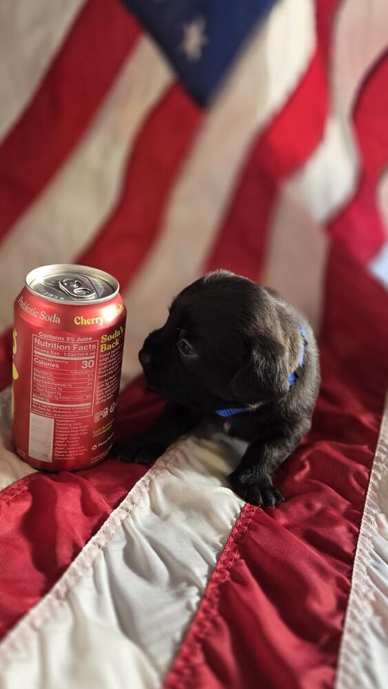 George Washington, Adoptable, Puppy Male Schnauzer & Poodle.