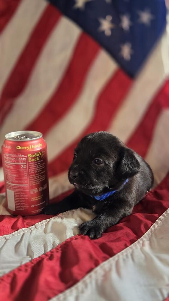 Enlarge George Washington, a Adoptable mixed breed in Spokane, WA image 2/3