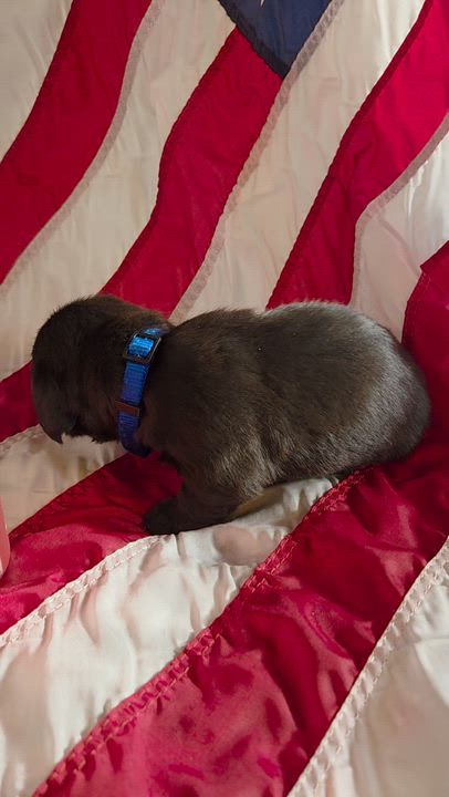 Enlarge George Washington, a Adoptable mixed breed in Spokane, WA video 3/3