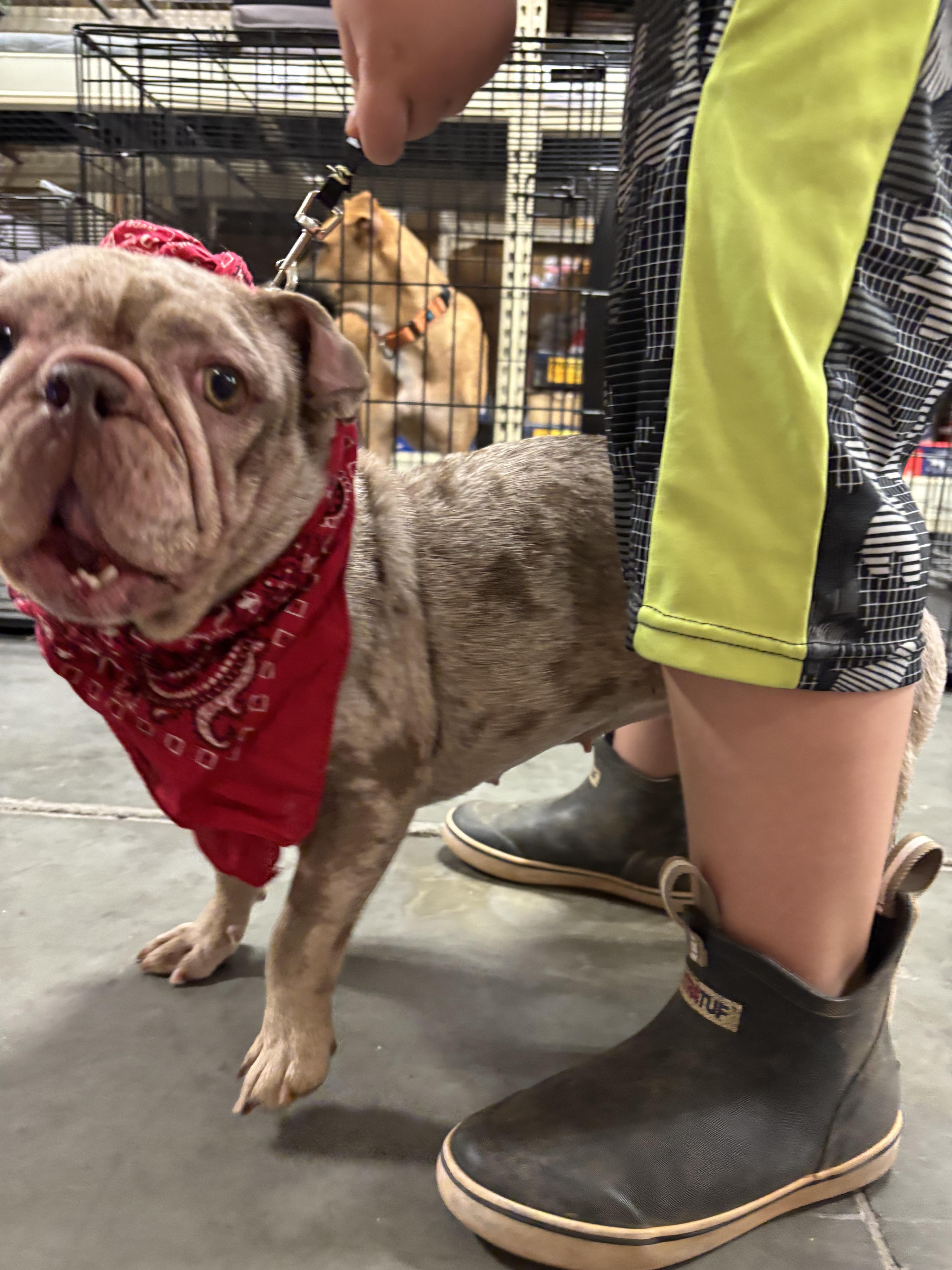 Enlarge Sky, a Adopted French Bulldog in Winder, GA image 1/5