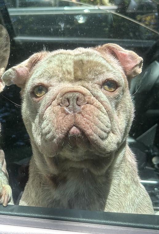 Enlarge Sky, a Adopted French Bulldog in Winder, GA image 2/5