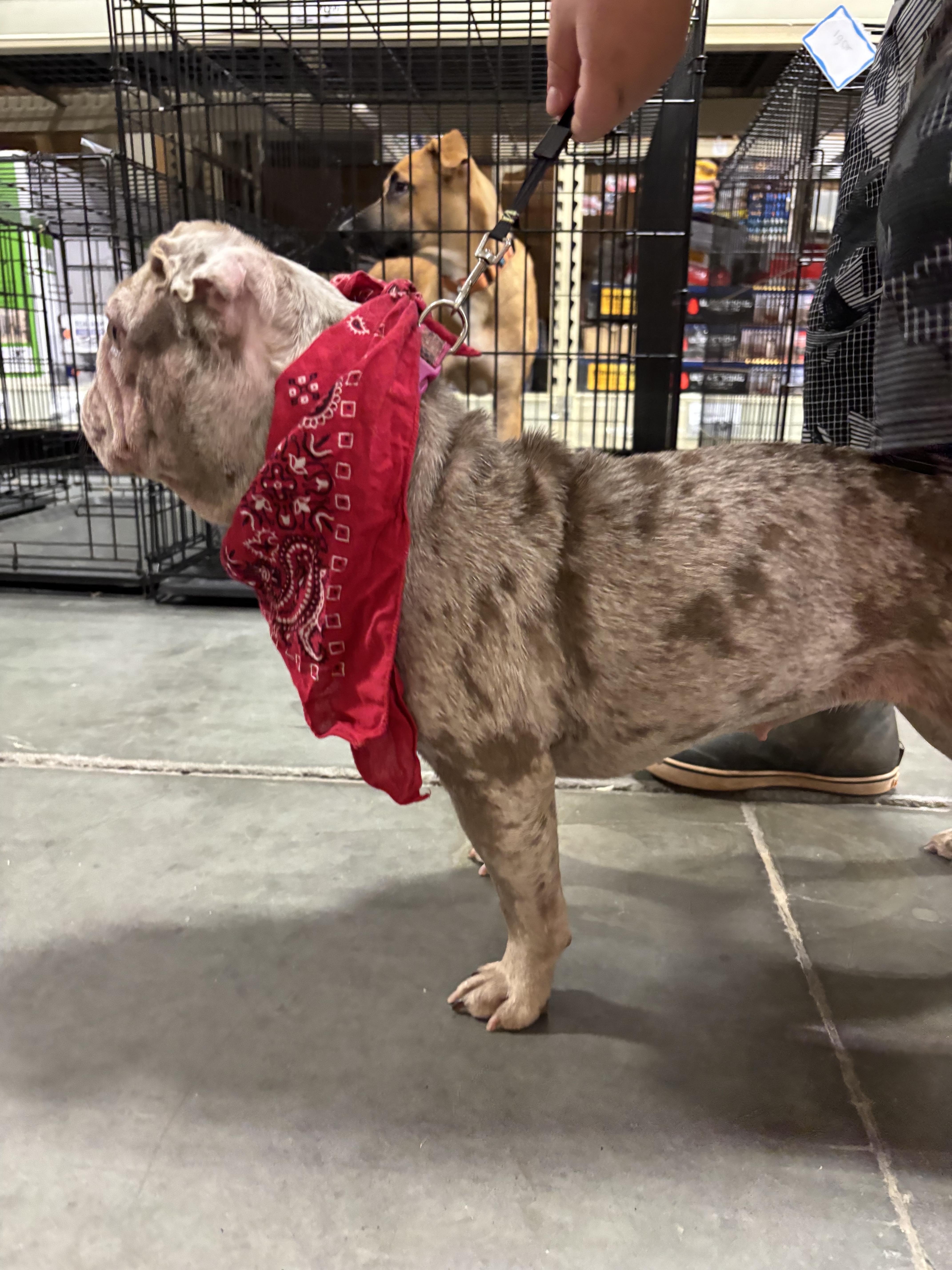 Enlarge Sky, a Adopted French Bulldog in Winder, GA image 3/5
