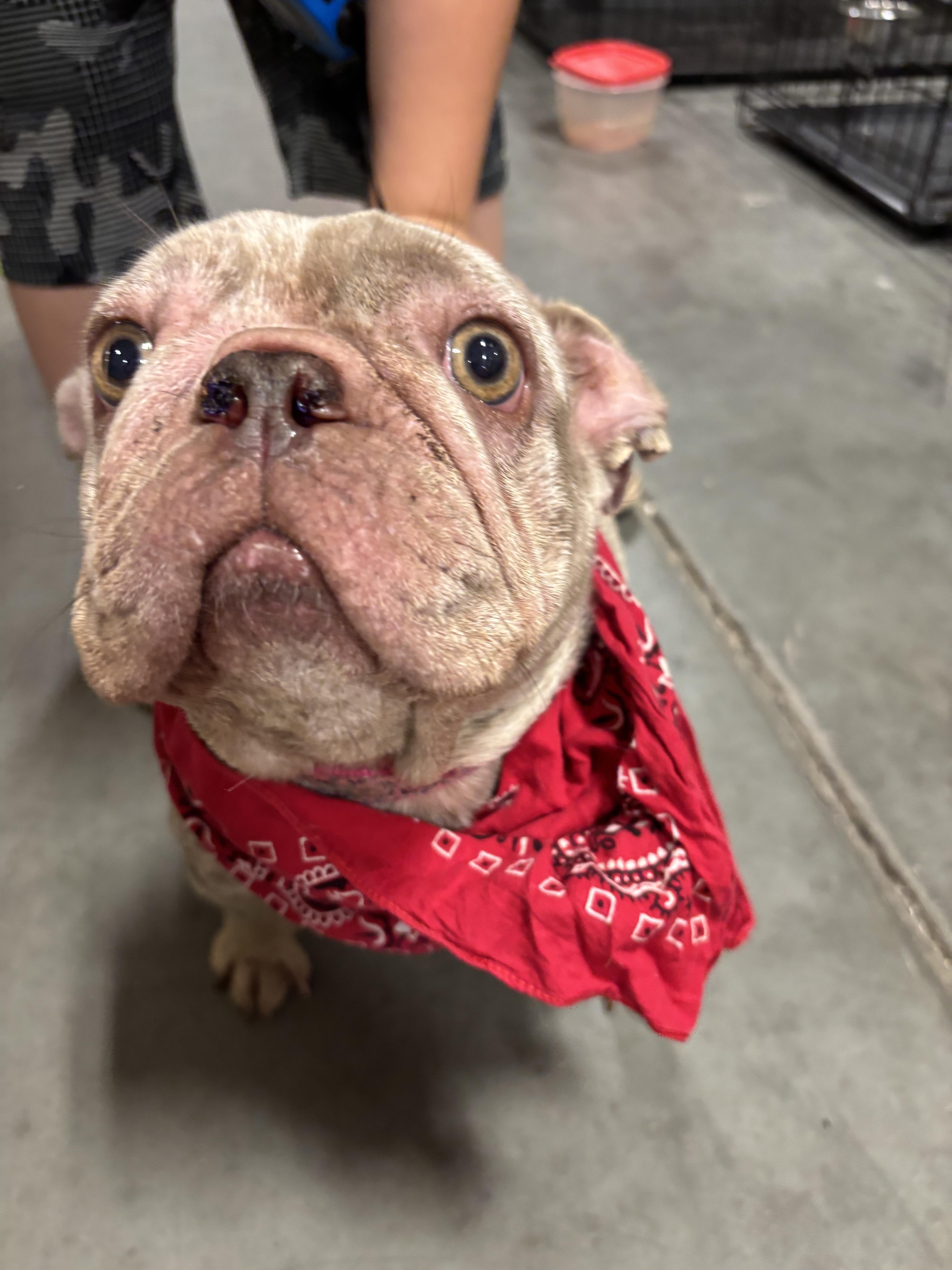 Enlarge Sky, a Adopted French Bulldog in Winder, GA image 4/5