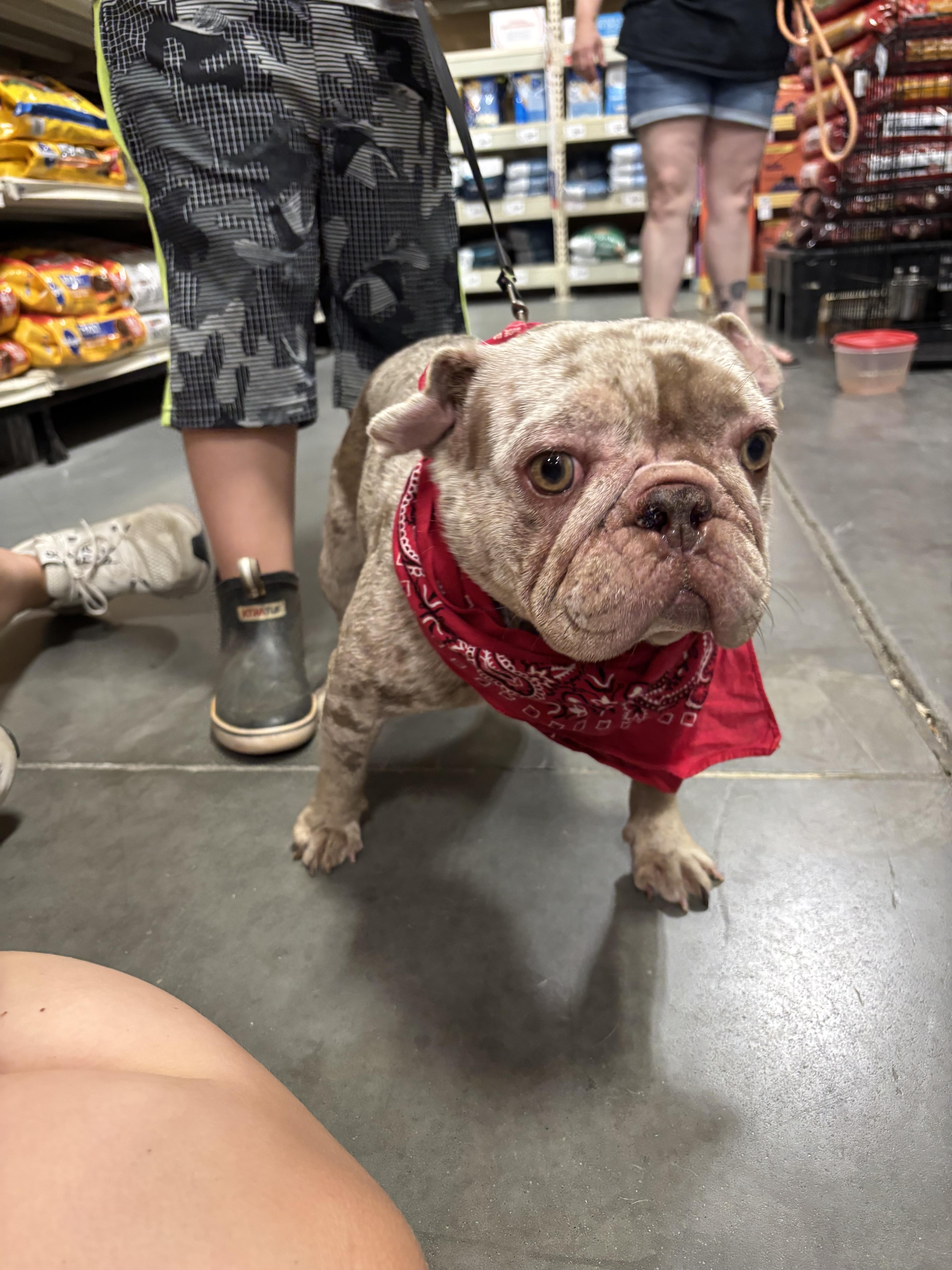 Enlarge Sky, a Adopted French Bulldog in Winder, GA image 5/5