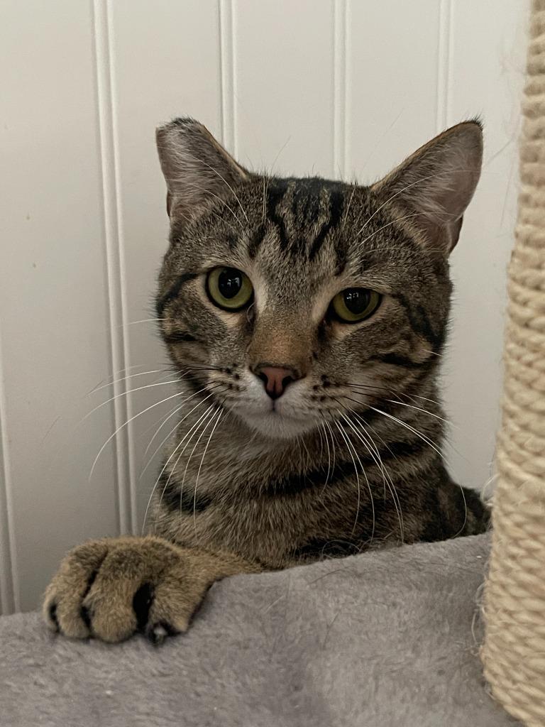 Sherwood, Adoptable, Adult Male Domestic Short Hair.