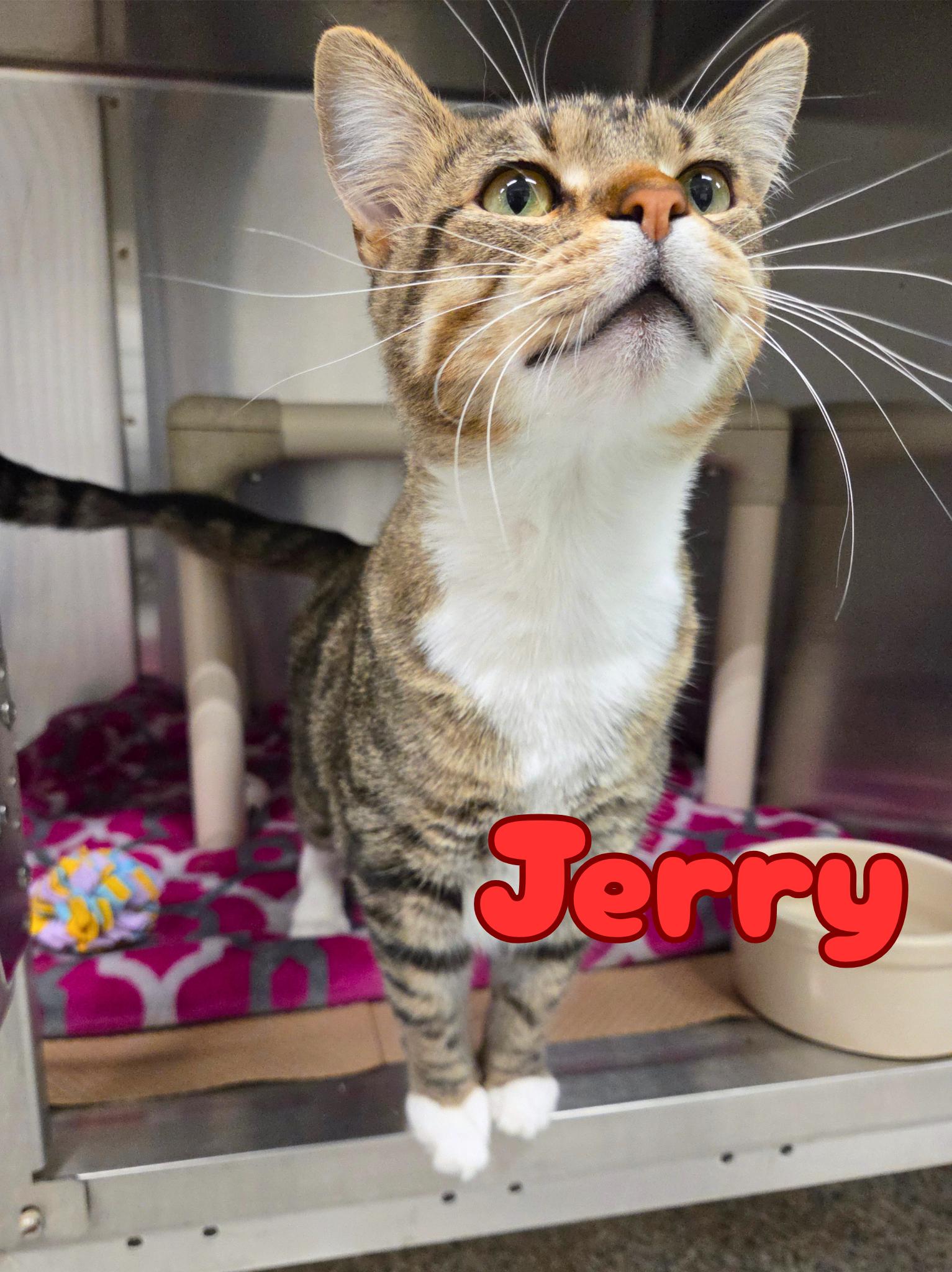 Jerry, ADOPTABLE, Adult Male Domestic Short Hair.