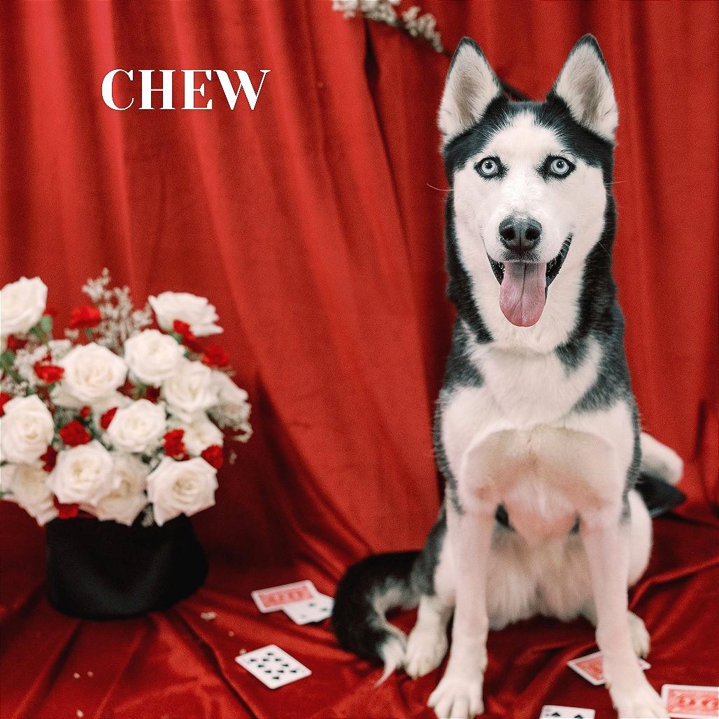 Chew Bacca (Chewie), Adopted, Adult Female Siberian Husky.