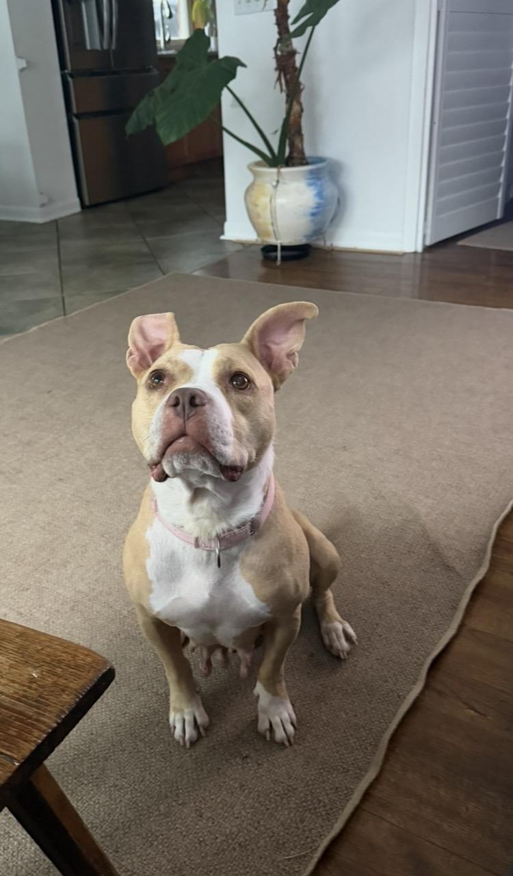 Enlarge Barbara, a Adoptable mixed breed in Arlington Heights, IL image 5/6