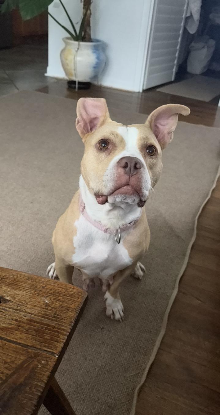 Enlarge Barbara, a Adoptable mixed breed in Arlington Heights, IL image 2/6