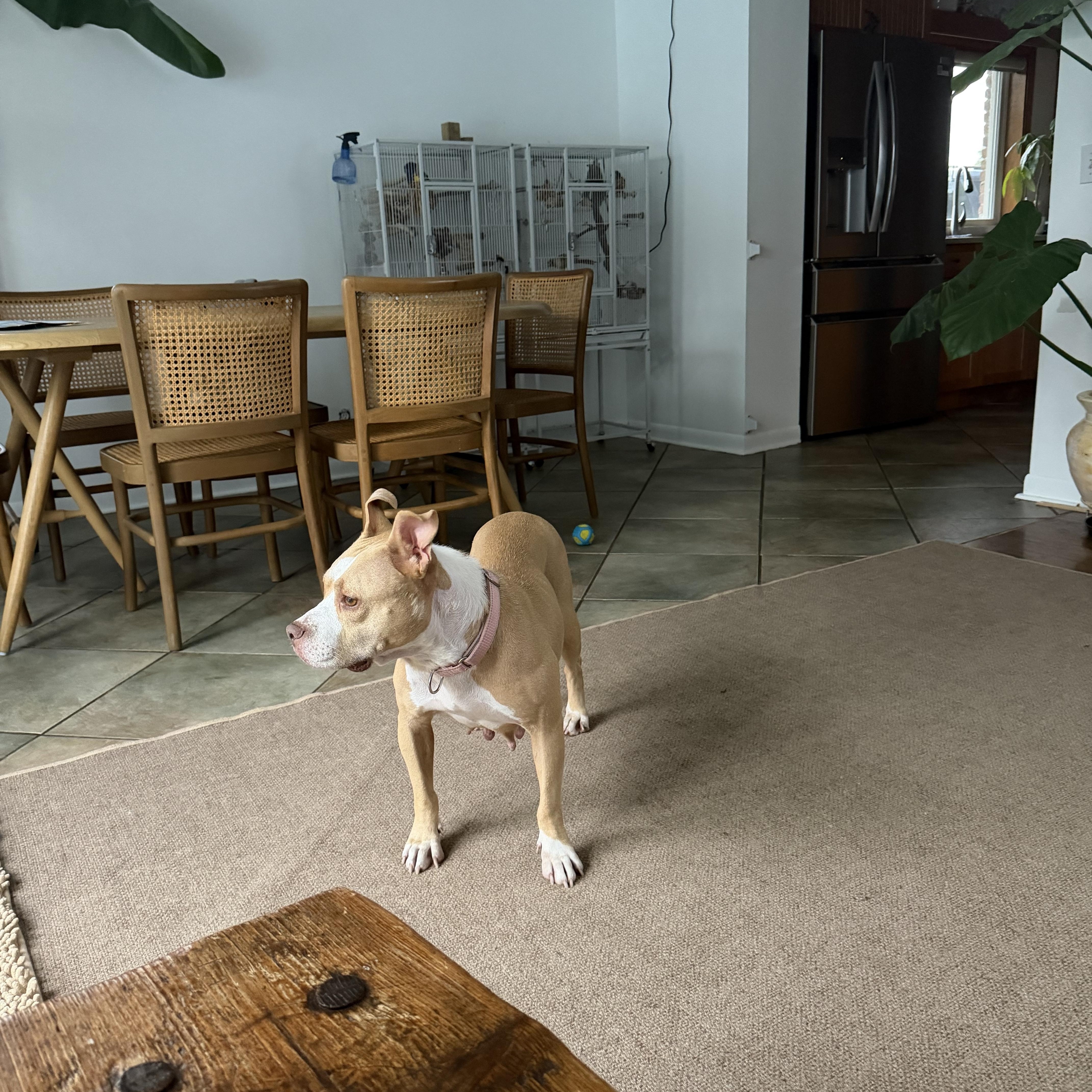 Enlarge Barbara, a Adoptable mixed breed in Arlington Heights, IL image 6/6