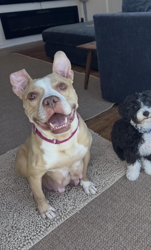 Enlarge Barbara, a Adoptable mixed breed in Arlington Heights, IL image 1/6