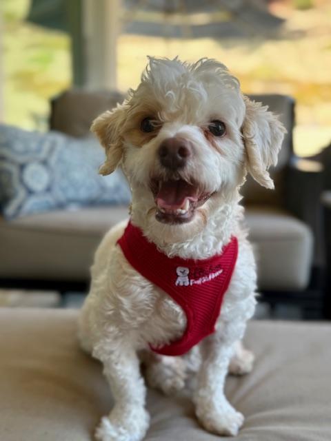 Sweeney the Sweetheart, a Adoptable Coton de Tulear in Carlsbad, CA image 1/3