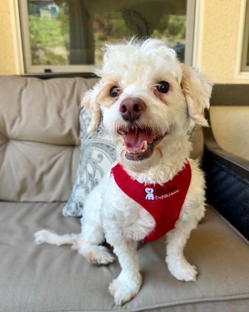 Sweeney the Sweetheart, a Adoptable Coton de Tulear in Carlsbad, CA image 2/3