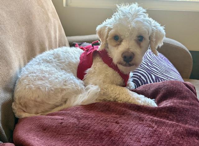 Sweeney the Sweetheart, a Adoptable Coton de Tulear in Carlsbad, CA image 3/3