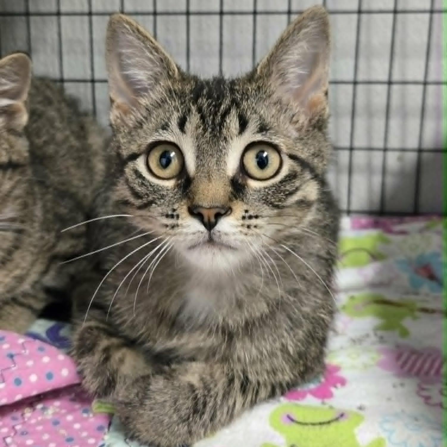 Enlarge Max, an adopted Domestic Short Hair in Watertown, WI image 1/2