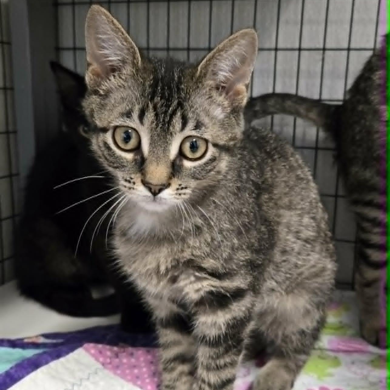 Enlarge Max, an adopted Domestic Short Hair in Watertown, WI image 2/2