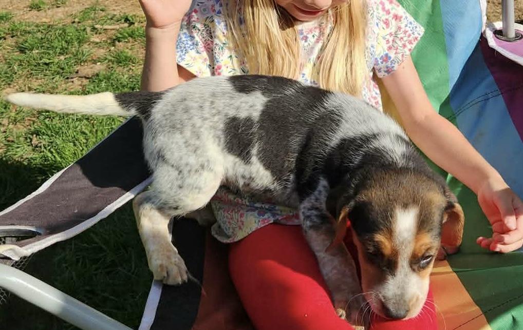 Mamie, adopted, Puppy Female Beagle & Australian Cattle Dog / Blue Heeler.