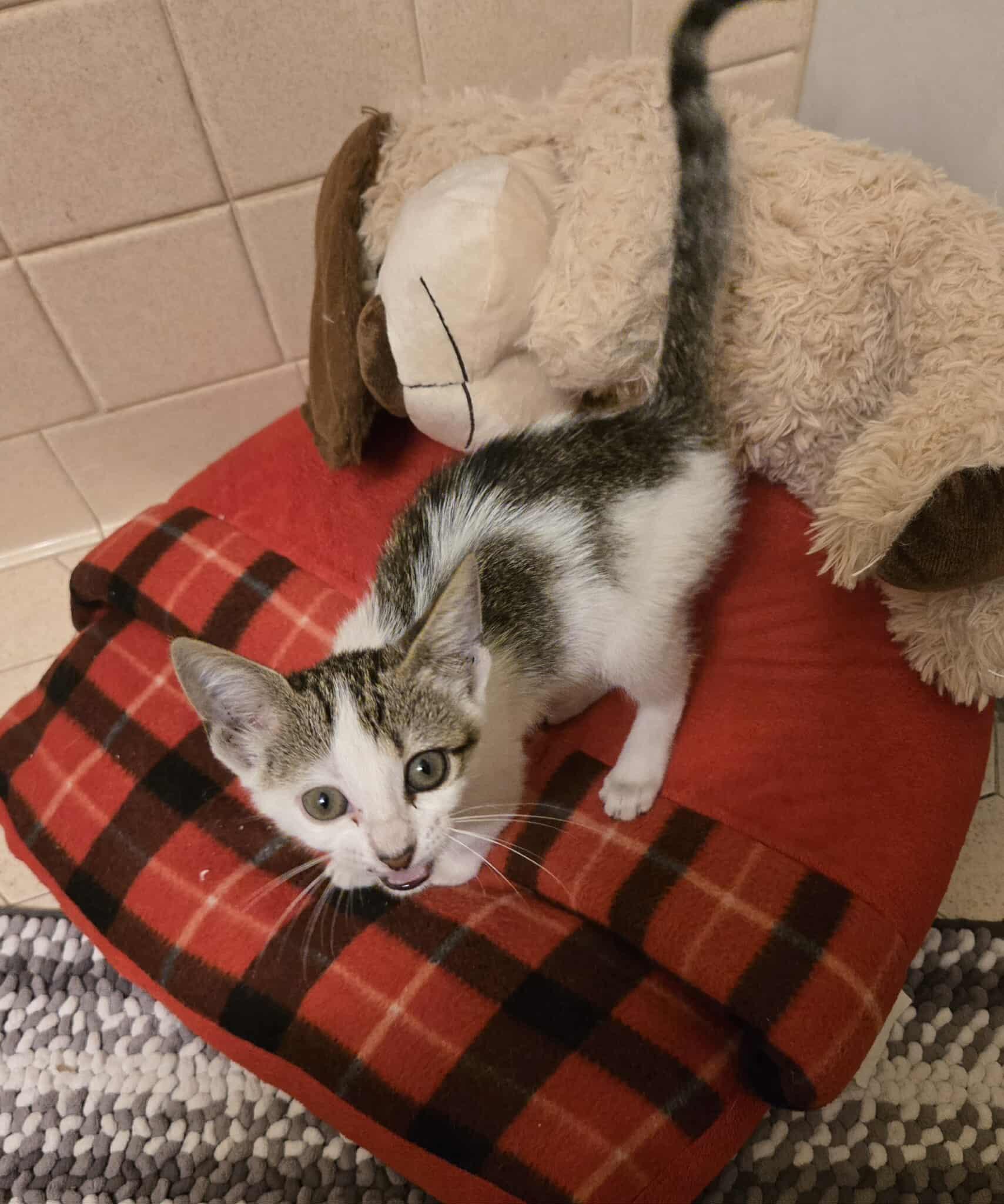 Sunset, Adoptable, Kitten Female Domestic Short Hair.