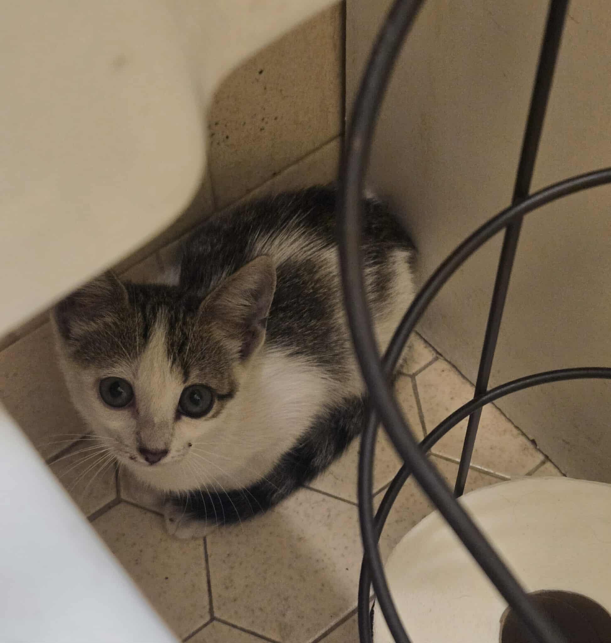 Enlarge Sunset, a Adoptable Domestic Short Hair in Valdosta, GA image 2/4