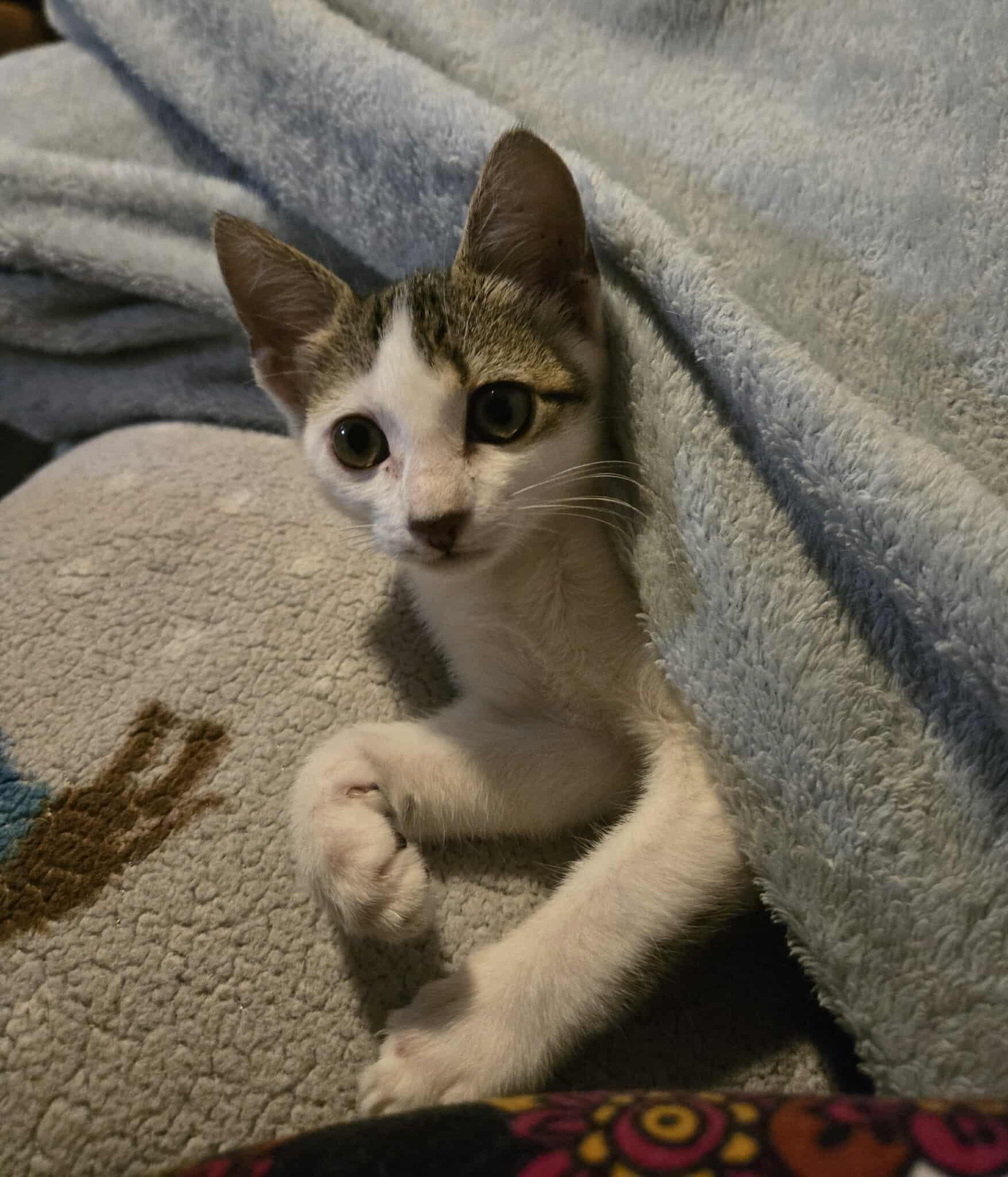 Enlarge Sunset, a Adoptable Domestic Short Hair in Valdosta, GA image 3/4