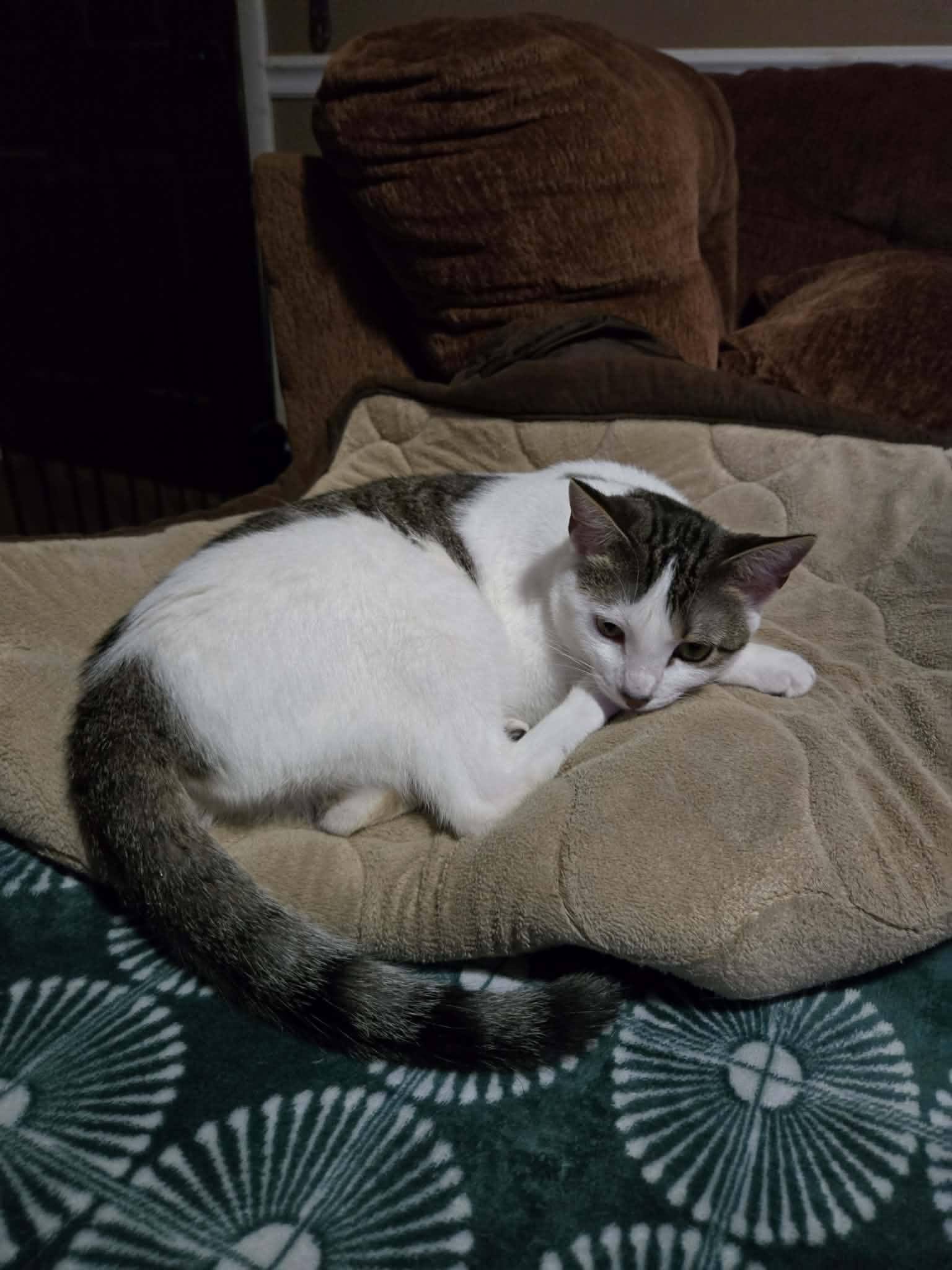 Sunset, Adoptable, Kitten Female Domestic Short Hair.