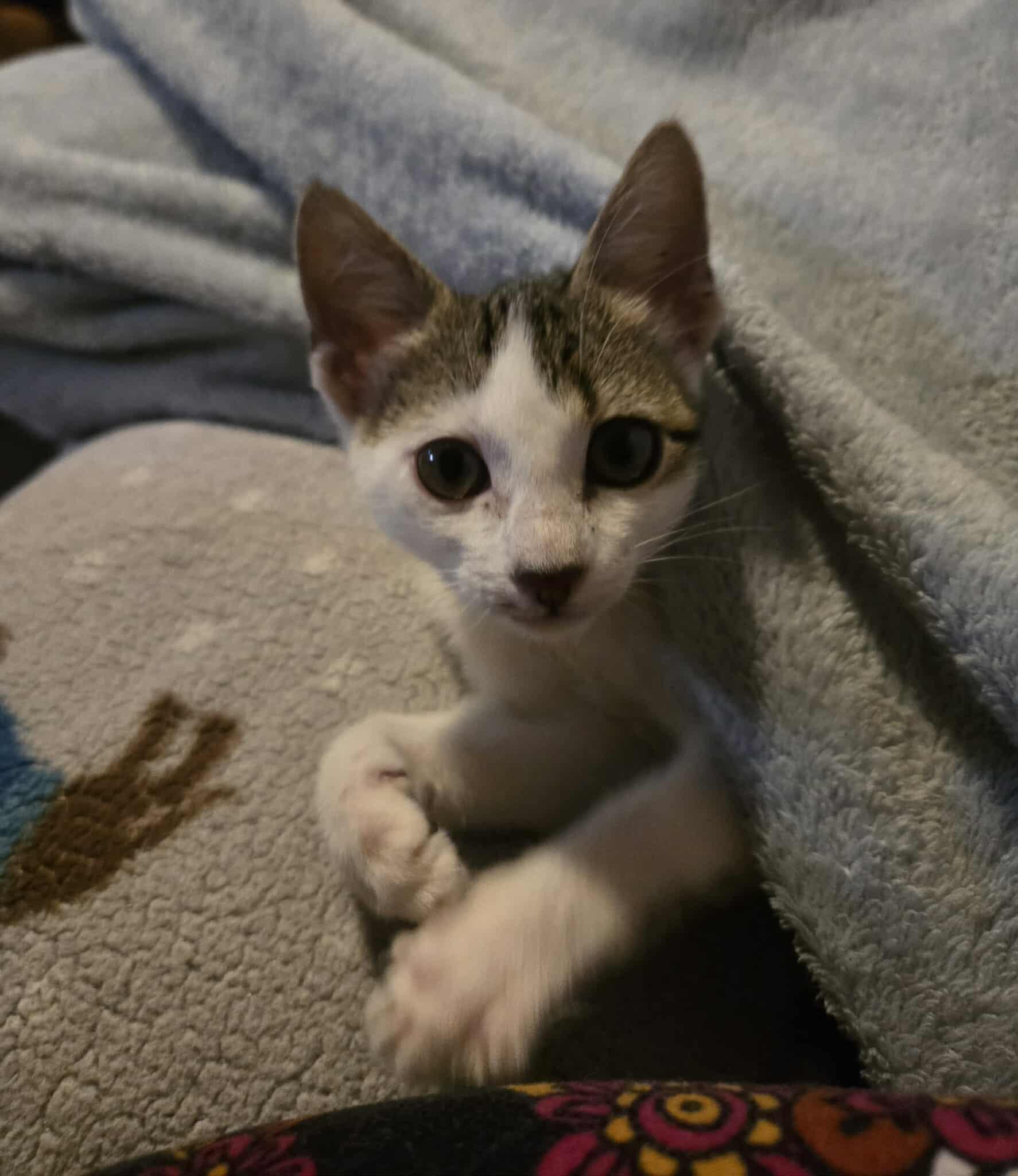 Enlarge Sunset, a Adoptable Domestic Short Hair in Valdosta, GA image 4/4