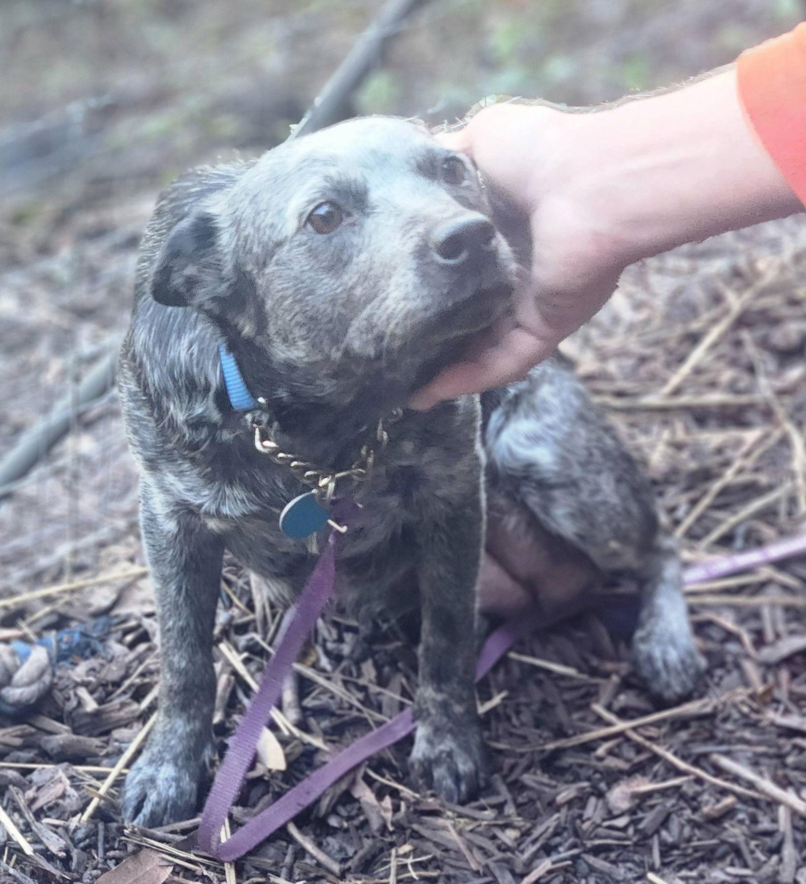 Enlarge Mabel, a Adopted Australian Cattle Dog / Blue Heeler in Paso Robles, CA image 1/3