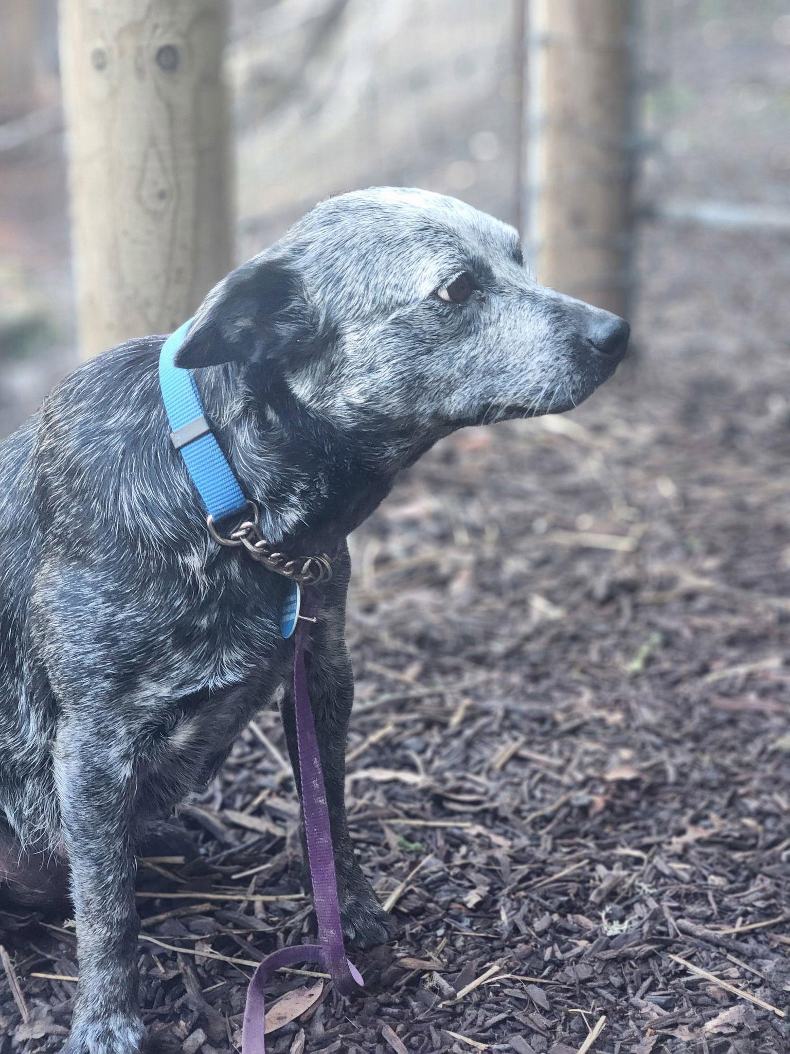 Enlarge Mabel, a Adopted Australian Cattle Dog / Blue Heeler in Paso Robles, CA image 2/3