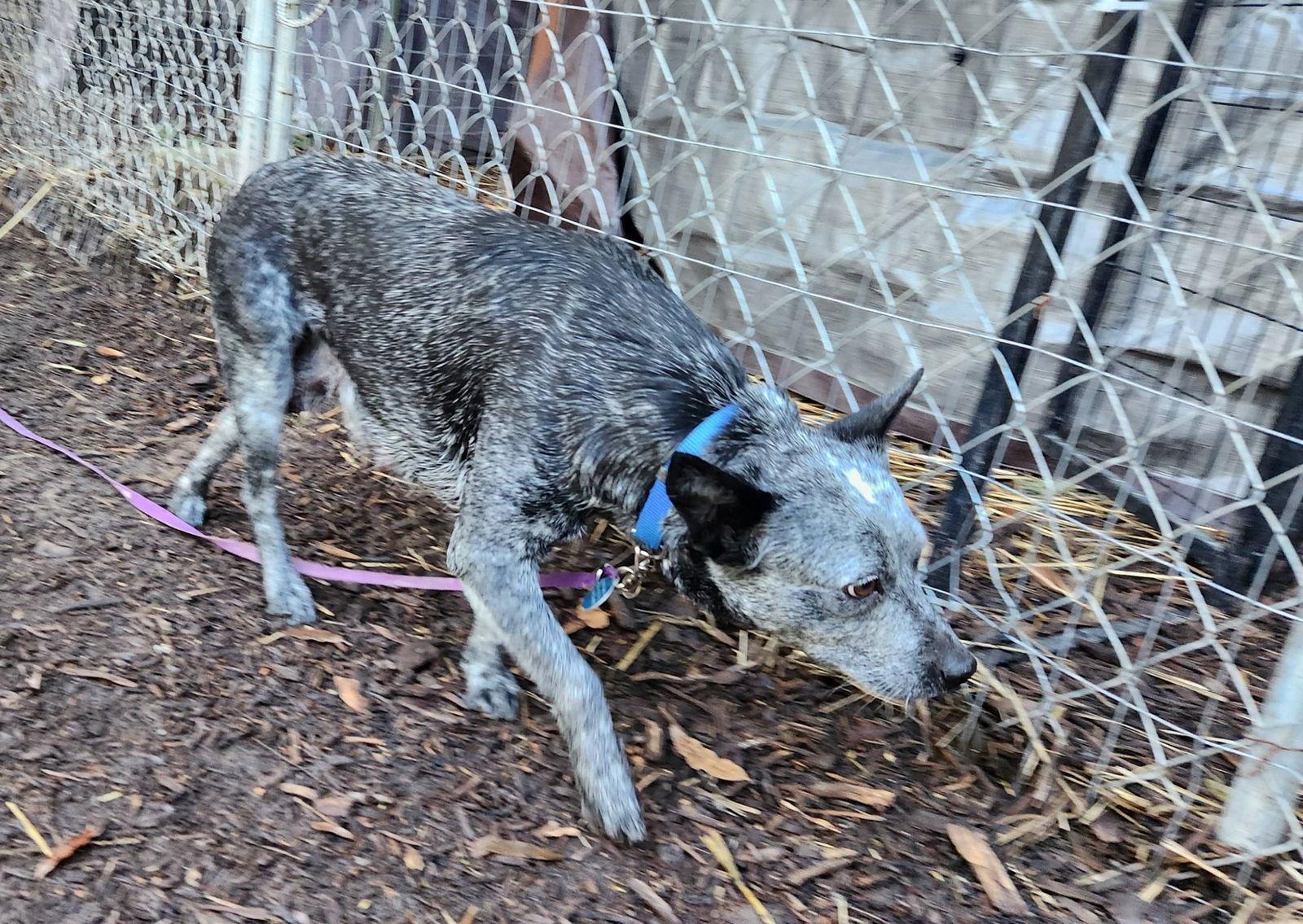 Enlarge Mabel, a Adopted Australian Cattle Dog / Blue Heeler in Paso Robles, CA image 3/3