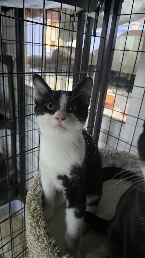 Zion, Adoptable, Kitten Male Domestic Short Hair.