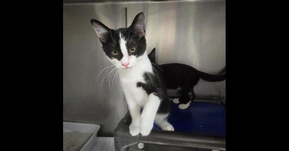 Enlarge Zion, a Adoptable mixed breed in Mishawaka, IN image 2/5