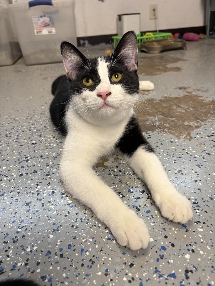 Enlarge Zion, a Adoptable mixed breed in Mishawaka, IN image 3/5