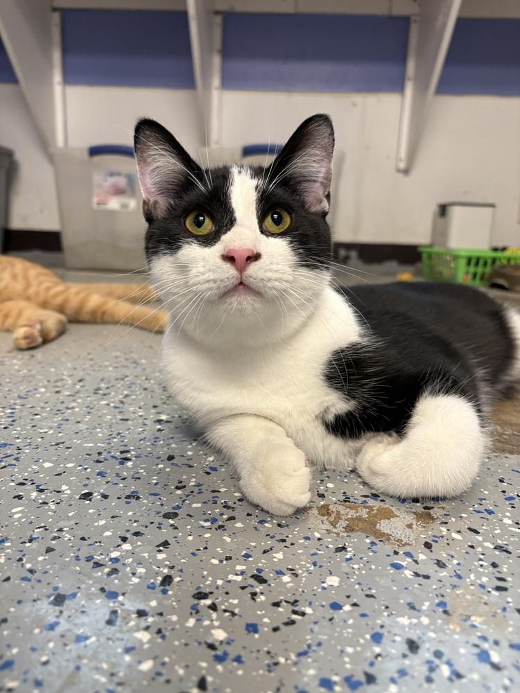 Enlarge Zion, a Adoptable mixed breed in Mishawaka, IN image 4/5