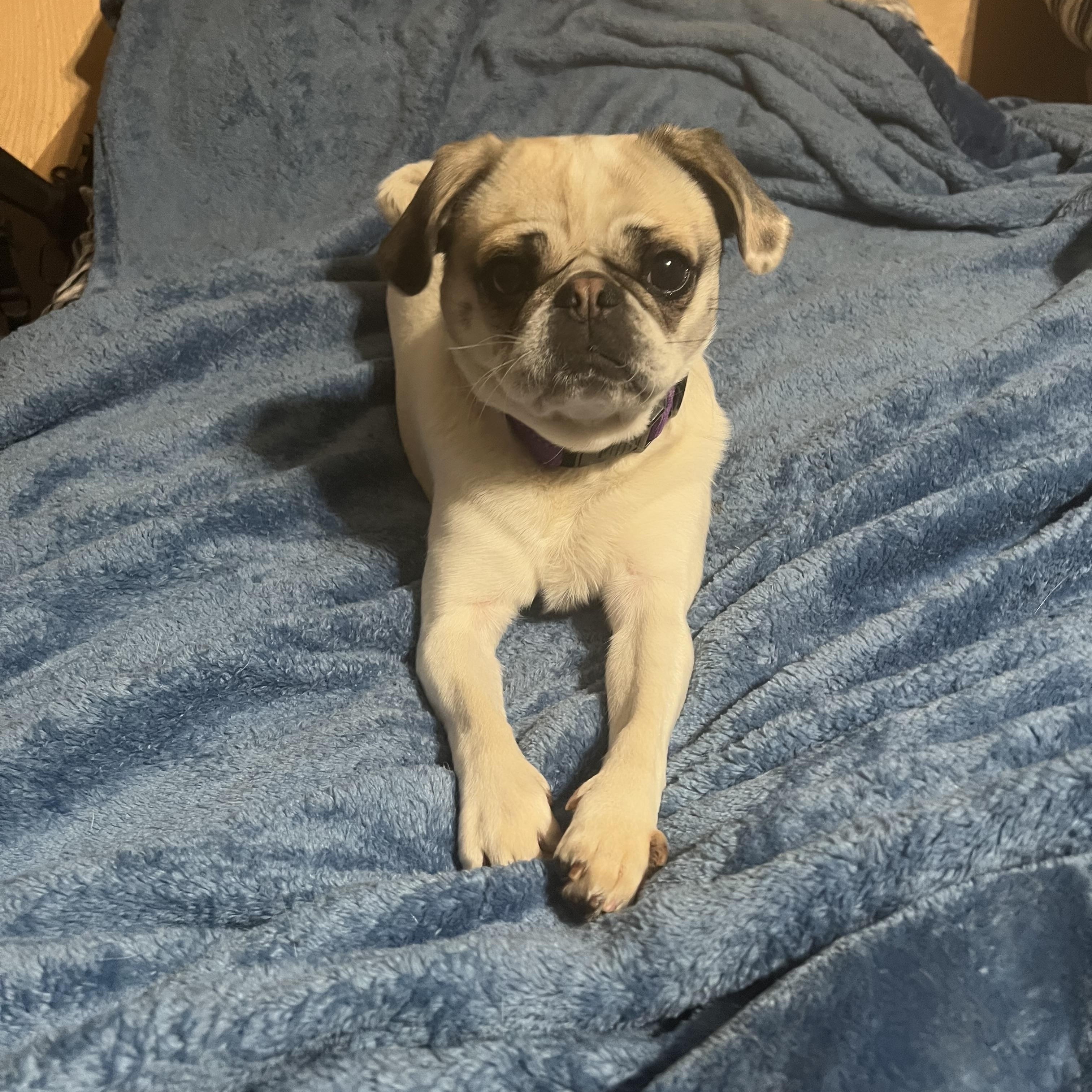 Stella photo 3