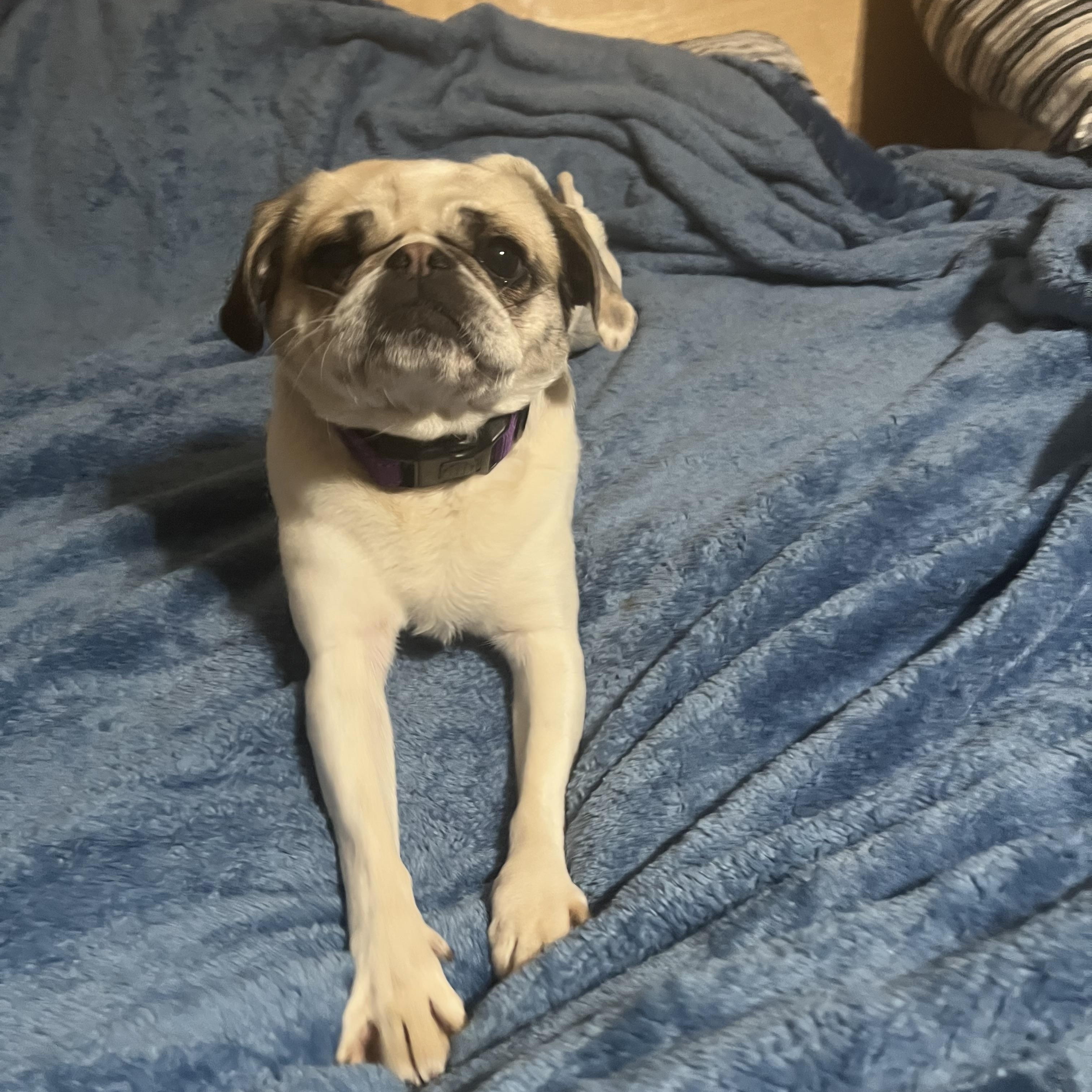 Stella photo 2