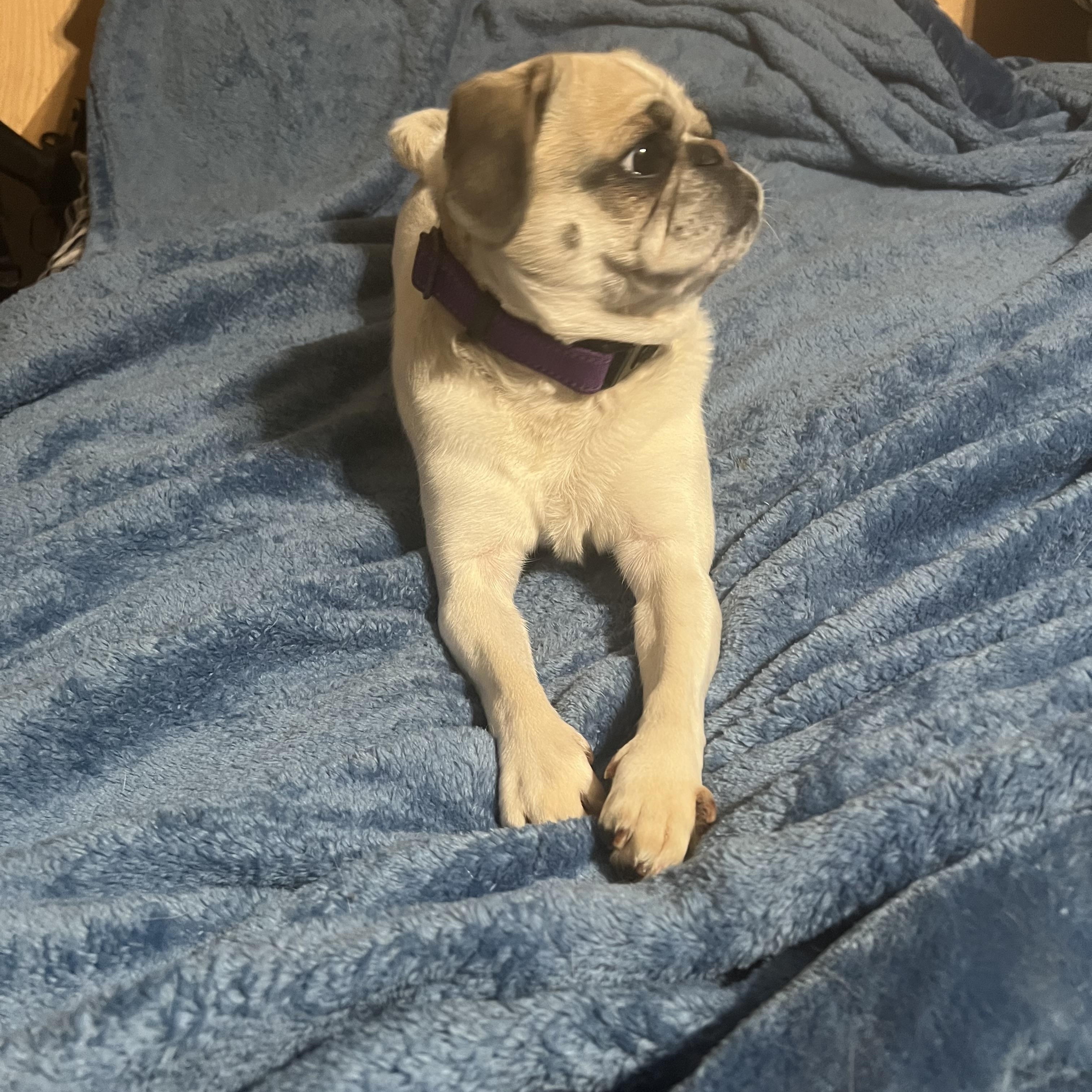 Stella photo 4