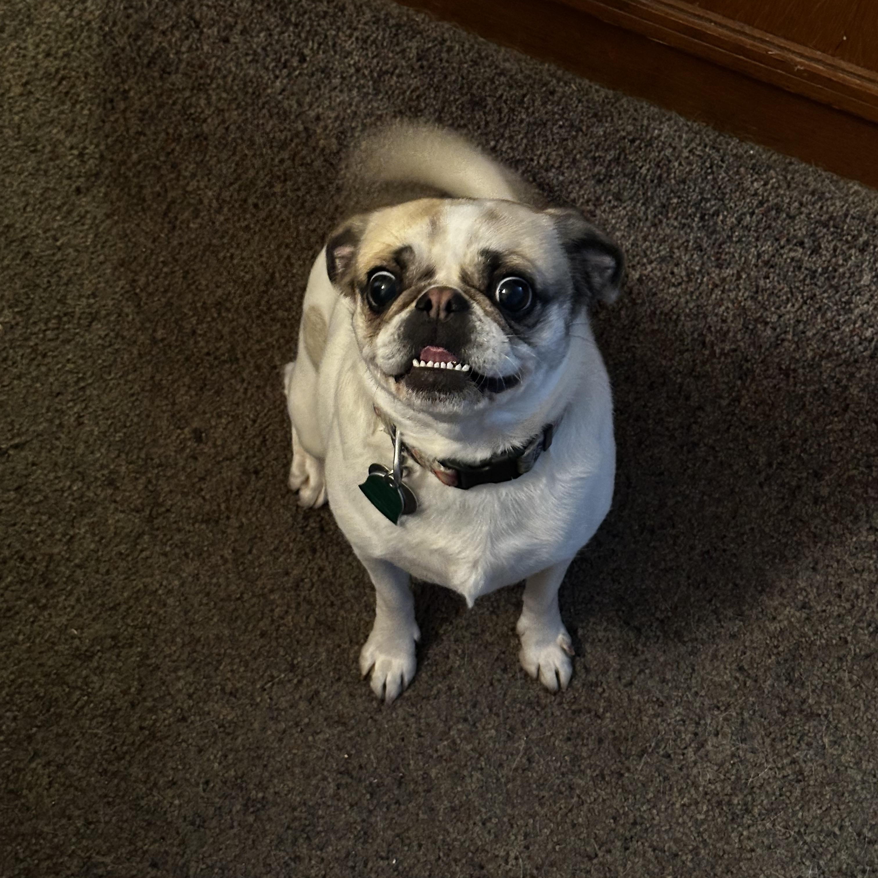 Stella
