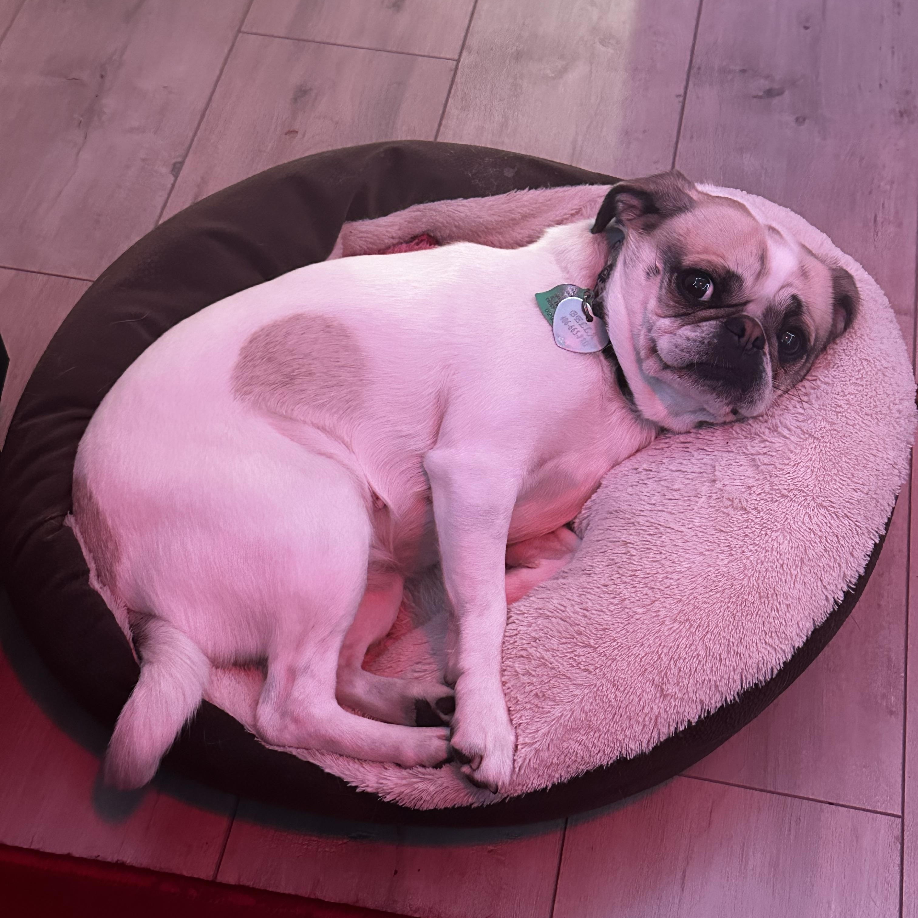 Stella photo 5