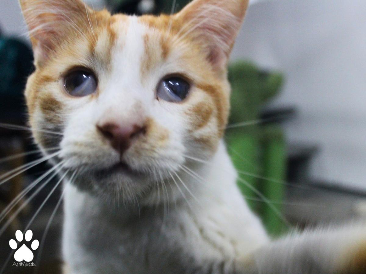 Twizzler, a ADOPTABLE Domestic Short Hair in Missoula, MT image 3/4