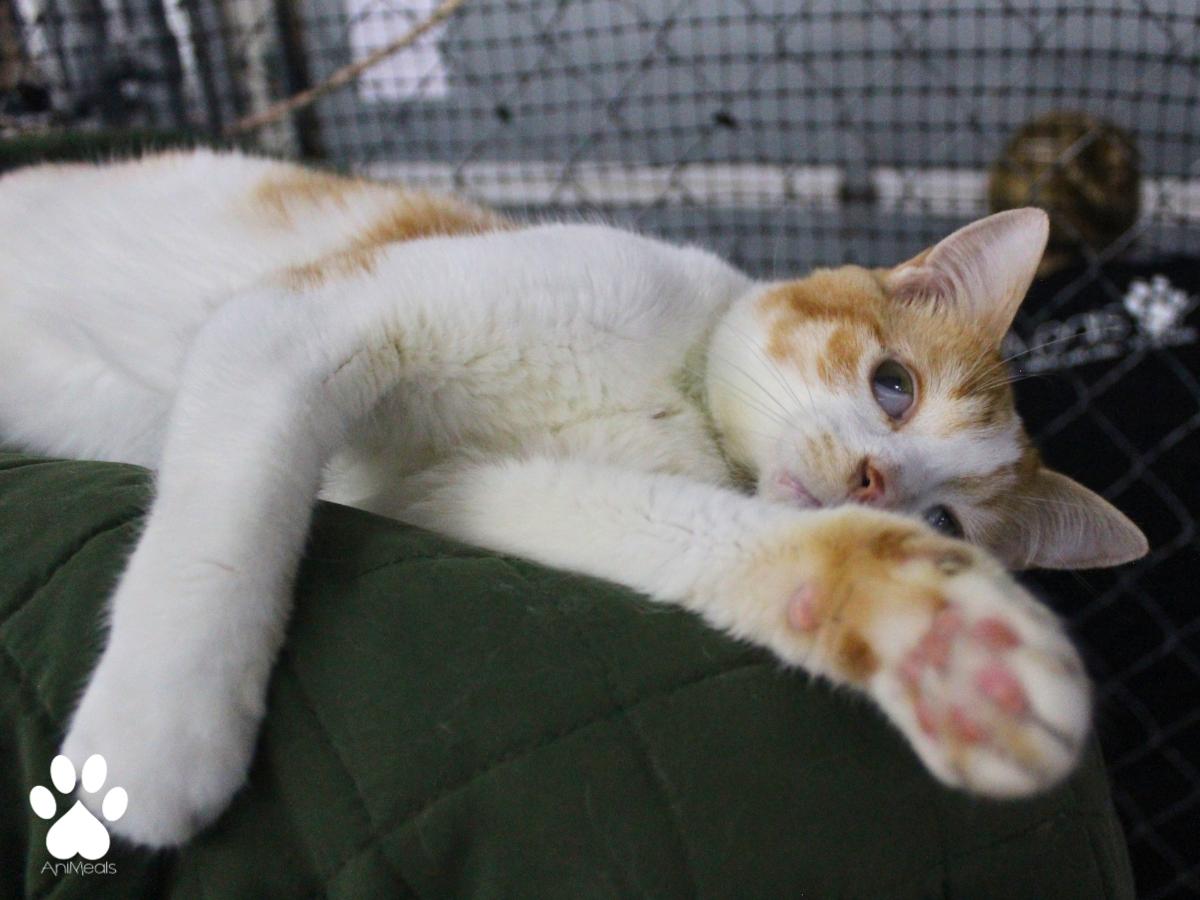Twizzler, a ADOPTABLE Domestic Short Hair in Missoula, MT image 2/4