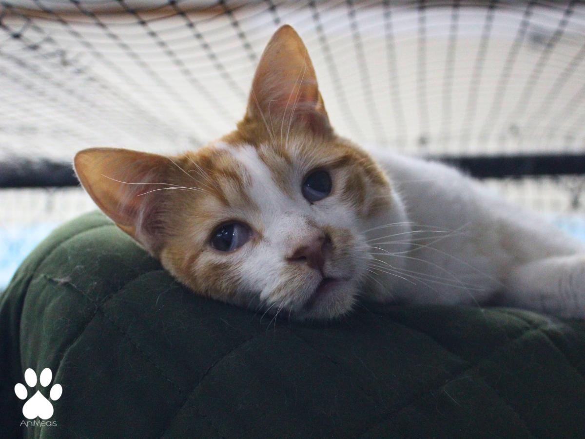 Twizzler, ADOPTABLE, Adult Male Domestic Short Hair.