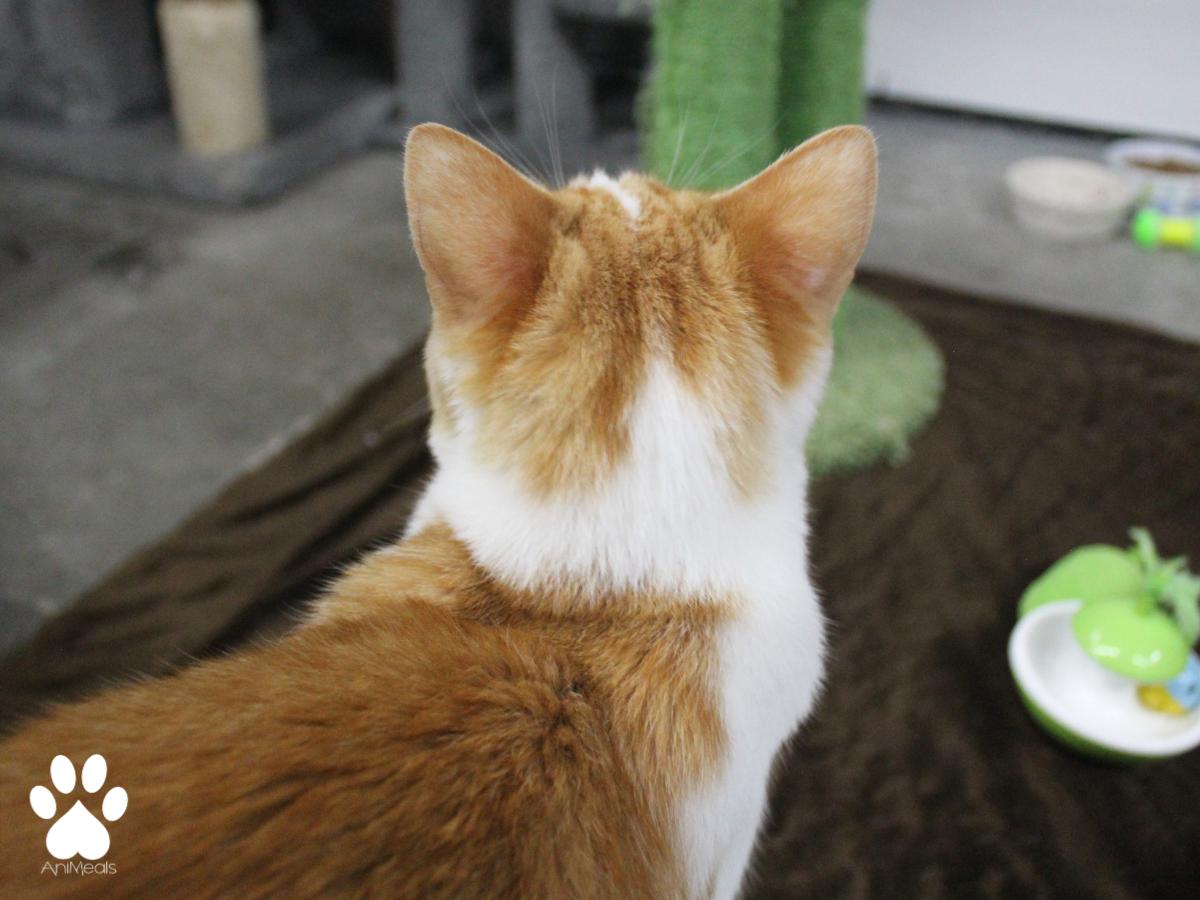 Twizzler, a ADOPTABLE Domestic Short Hair in Missoula, MT image 4/4