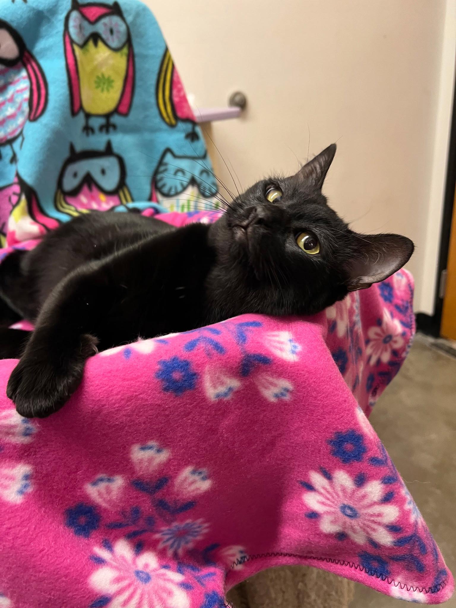 Rylee, Adopted, Young Female Domestic Short Hair.