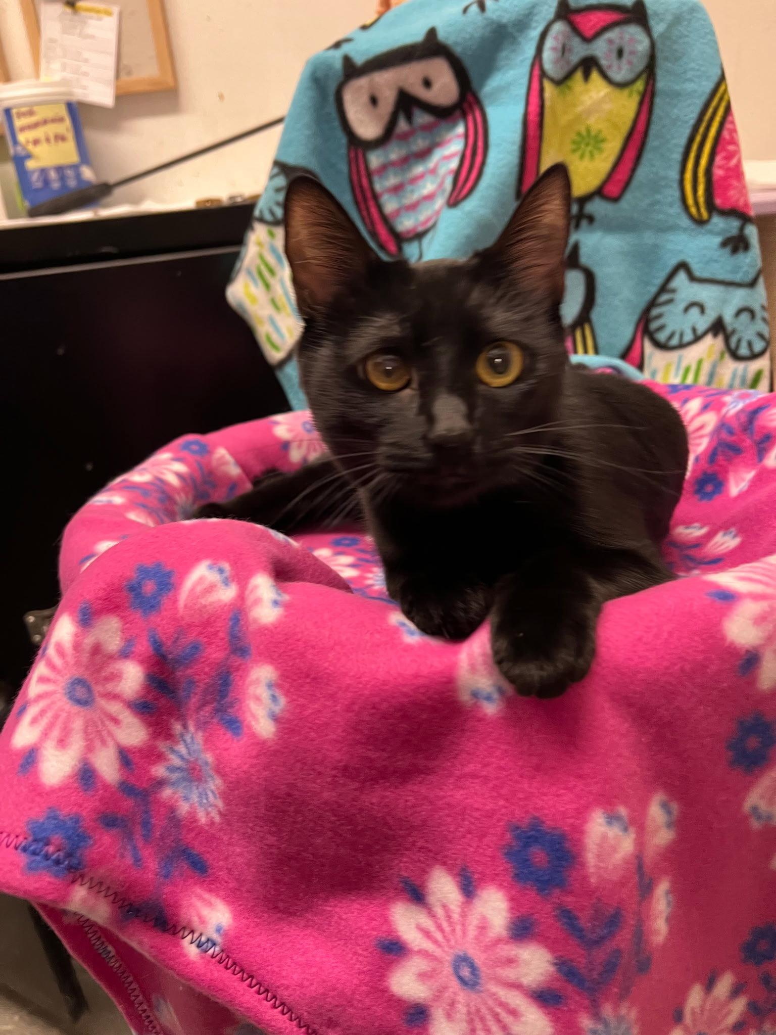 Enlarge Rylee, a Adopted Domestic Short Hair in Mission Viejo, CA image 2/3